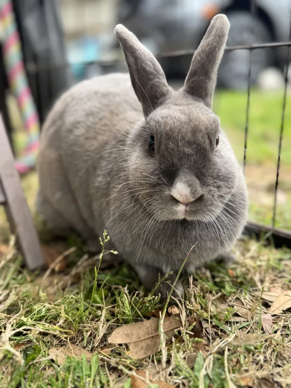 A gray bunny sitting in the grass near a pen.