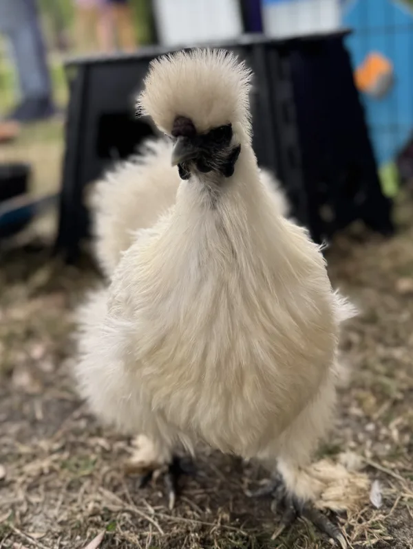 A fluffy white chick standing in the petting zoo area.