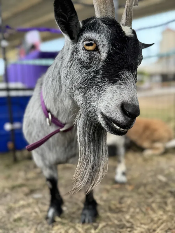 A gentle goat wearing a purple lead at the petting zoo.