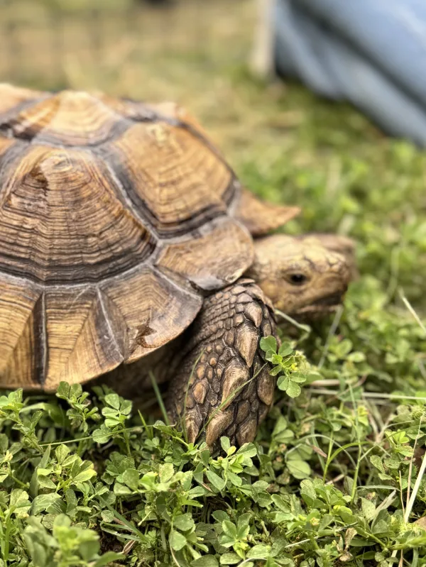 A turtle walking through clover and grass.